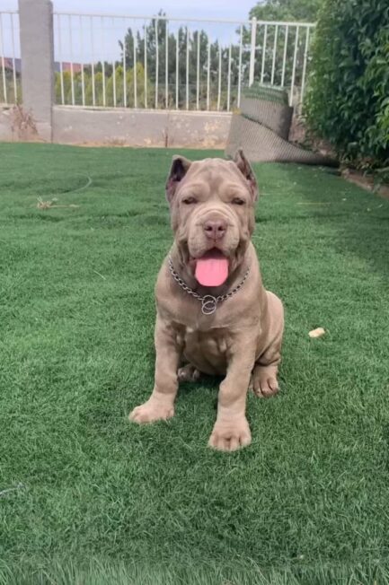 Milo-Cane Corso - Image 3
