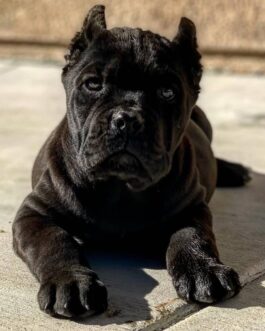 Elsie-Cane Corso