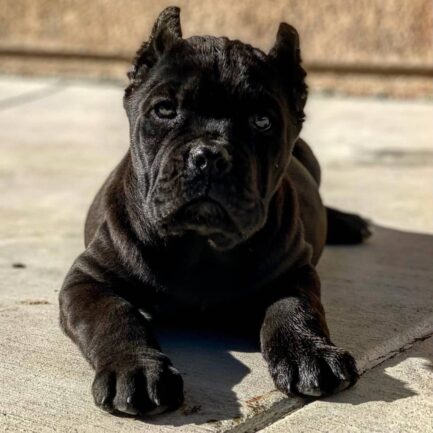 Elsie-Cane Corso - Image 2