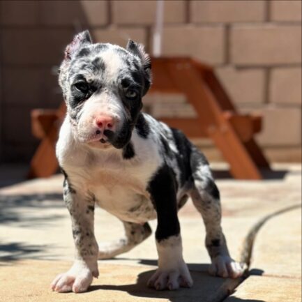 Kevin-Cane Corso - Image 3