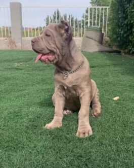 Milo-Cane Corso