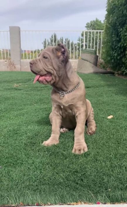 Milo-Cane Corso - Image 2