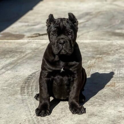 Elsie-Cane Corso - Image 3