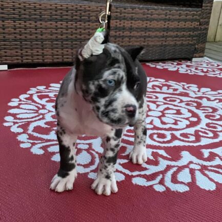 Isla-Cane Corso