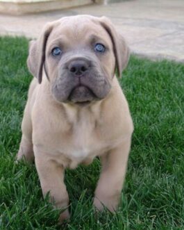 Finn-Cane Corso
