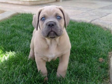 Finn-Cane Corso