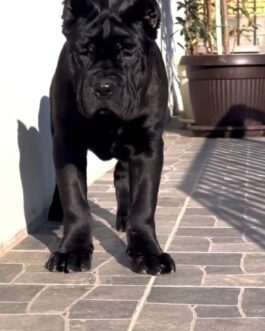 Rocky-Cane Corso