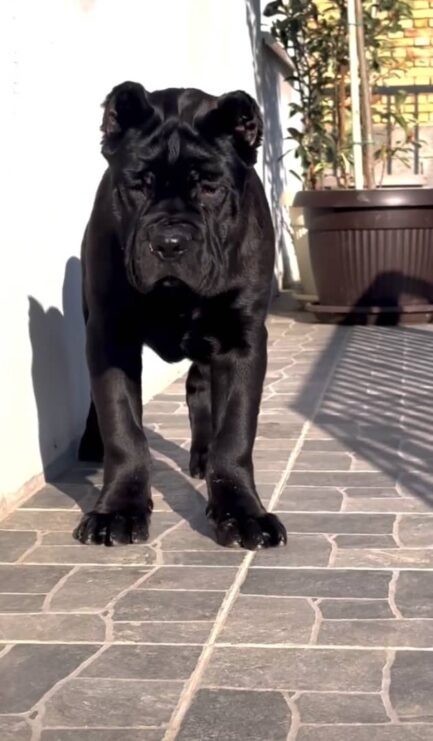 Rocky-Cane Corso