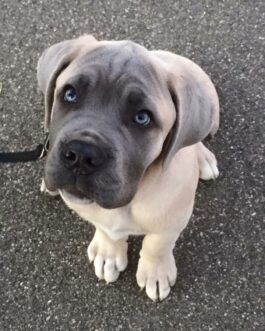 Finn-Cane Corso