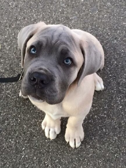 Finn-Cane Corso - Image 2