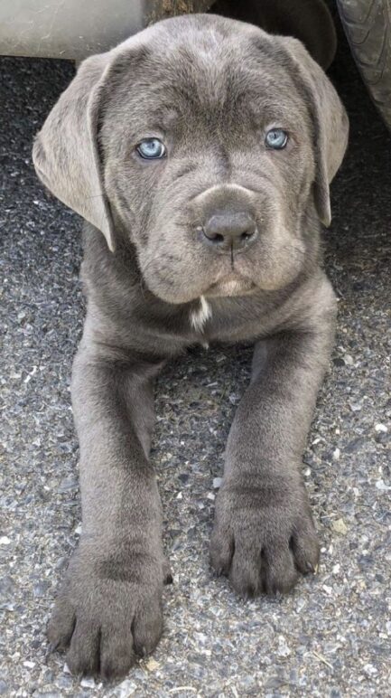 Rosie-Cane Corso - Image 3
