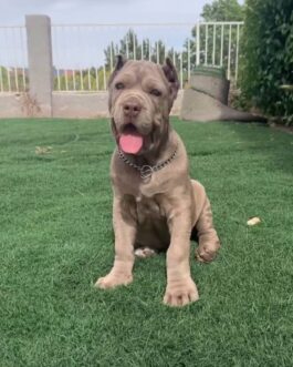Milo-Cane Corso