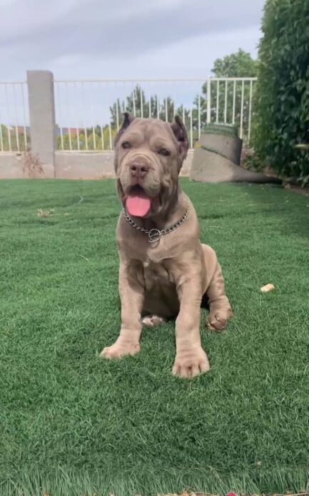 Milo-Cane Corso