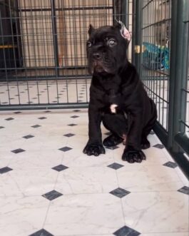 Zeke-Cane Corso