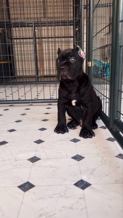 Zeke-Cane Corso - Image 2