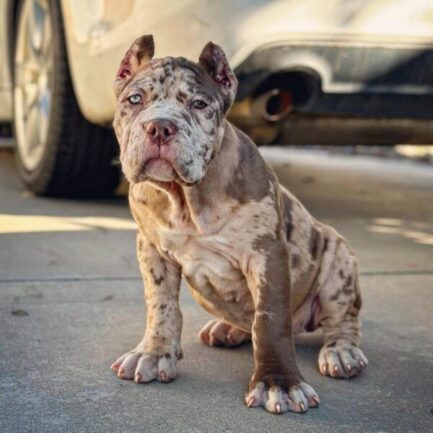 Kelly-Cane Corso - Image 2