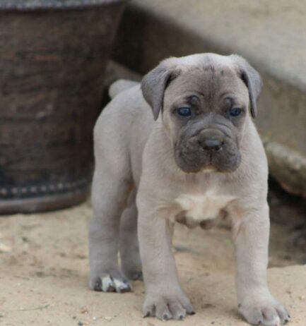 Finn-Cane Corso - Image 3