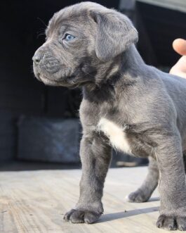 Rosie-Cane Corso
