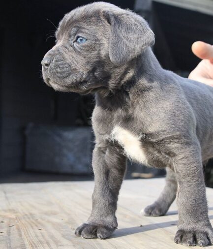 Rosie-Cane Corso - Image 2