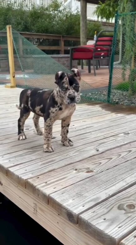 Frank-Cane Corso - Image 3