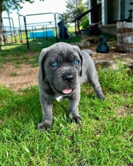 Lola-Cane Corso