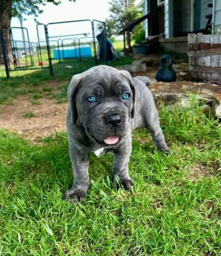 Lola-Cane Corso - Image 2