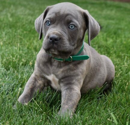 Lola-Cane Corso