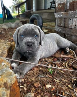 Lucy-Cane Corso
