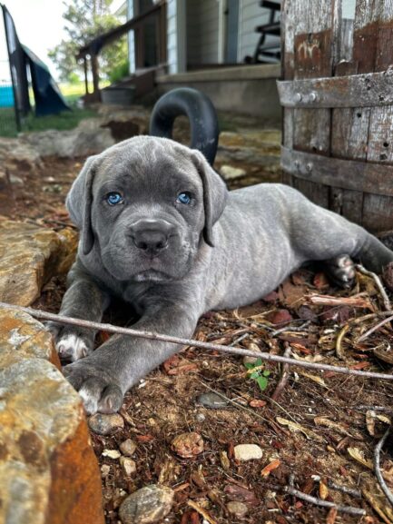 Lucy-Cane Corso