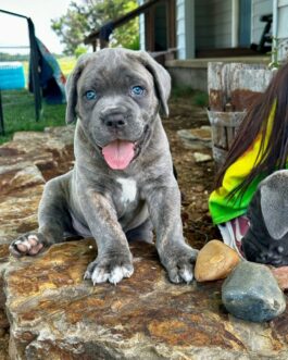 Lucy-Cane Corso