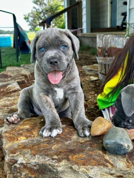 Lucy-Cane Corso - Image 2