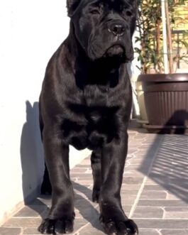 Rocky-Cane Corso