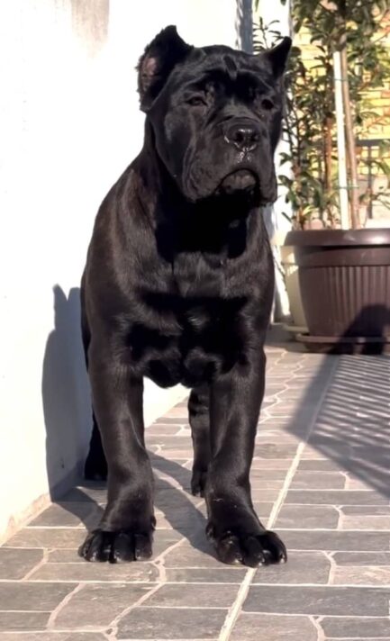 Rocky-Cane Corso - Image 2