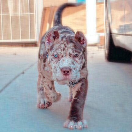 Kelly-Cane Corso
