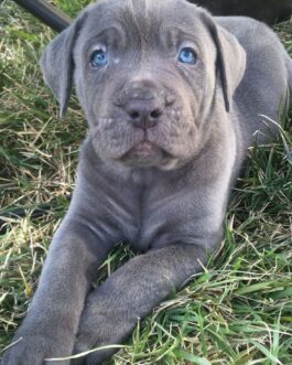 Woody-Cane Corso