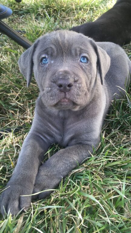 Woody-Cane Corso - Image 2