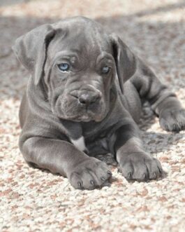 Rosie-Cane Corso