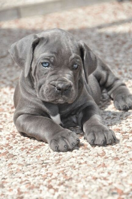 Rosie-Cane Corso