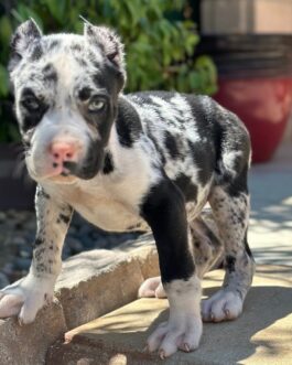 Kevin-Cane Corso