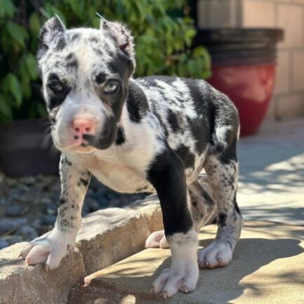 Kevin-Cane Corso