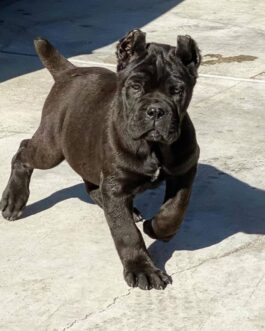 Elsie-Cane Corso