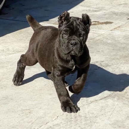 Elsie-Cane Corso