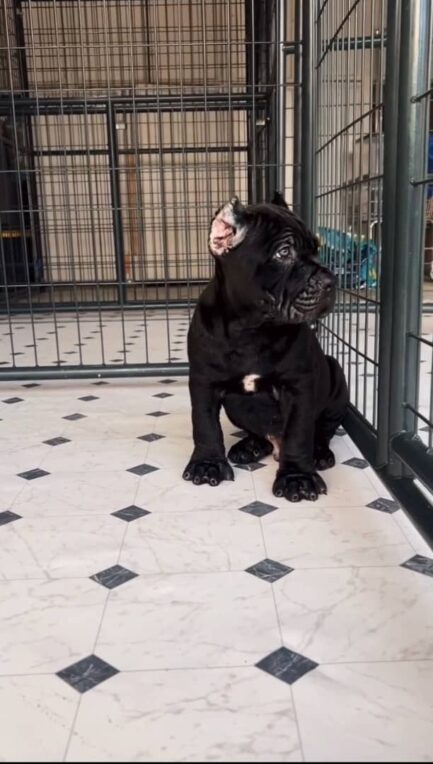 Zeke-Cane Corso - Image 3