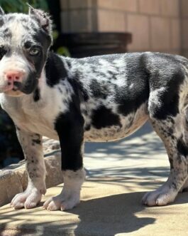 Kevin-Cane Corso