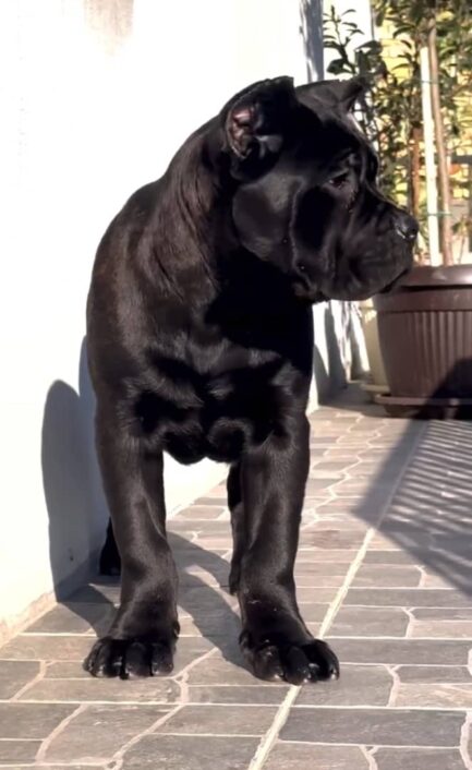 Rocky-Cane Corso - Image 3
