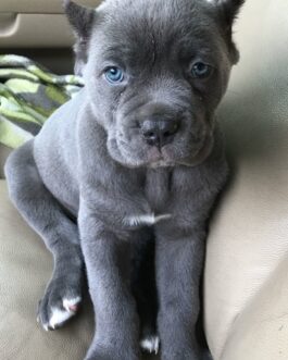 Woody-Cane Corso