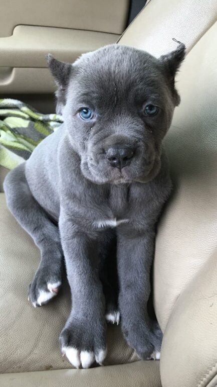 Woody-Cane Corso
