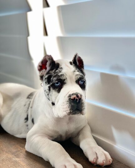 Jax- Cane Corso - Image 3