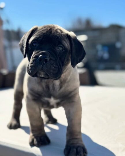 Vivi-Cane Corso - Image 2