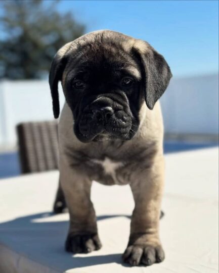 Vivi-Cane Corso